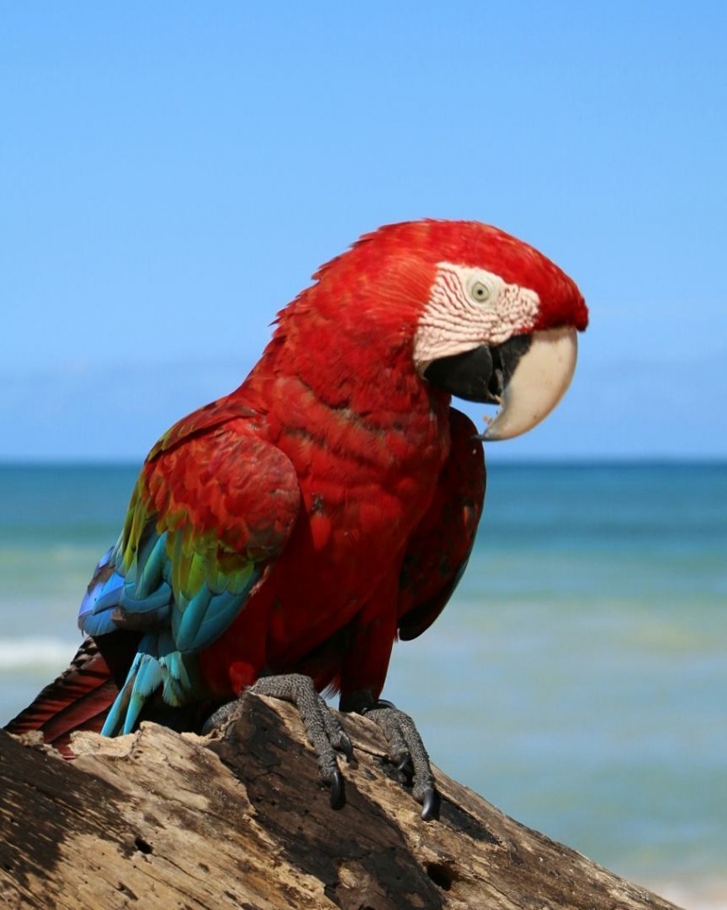 Фото: горящие туры в Доминикану в апреле, попугай Ара на пляже в Пунта Кана