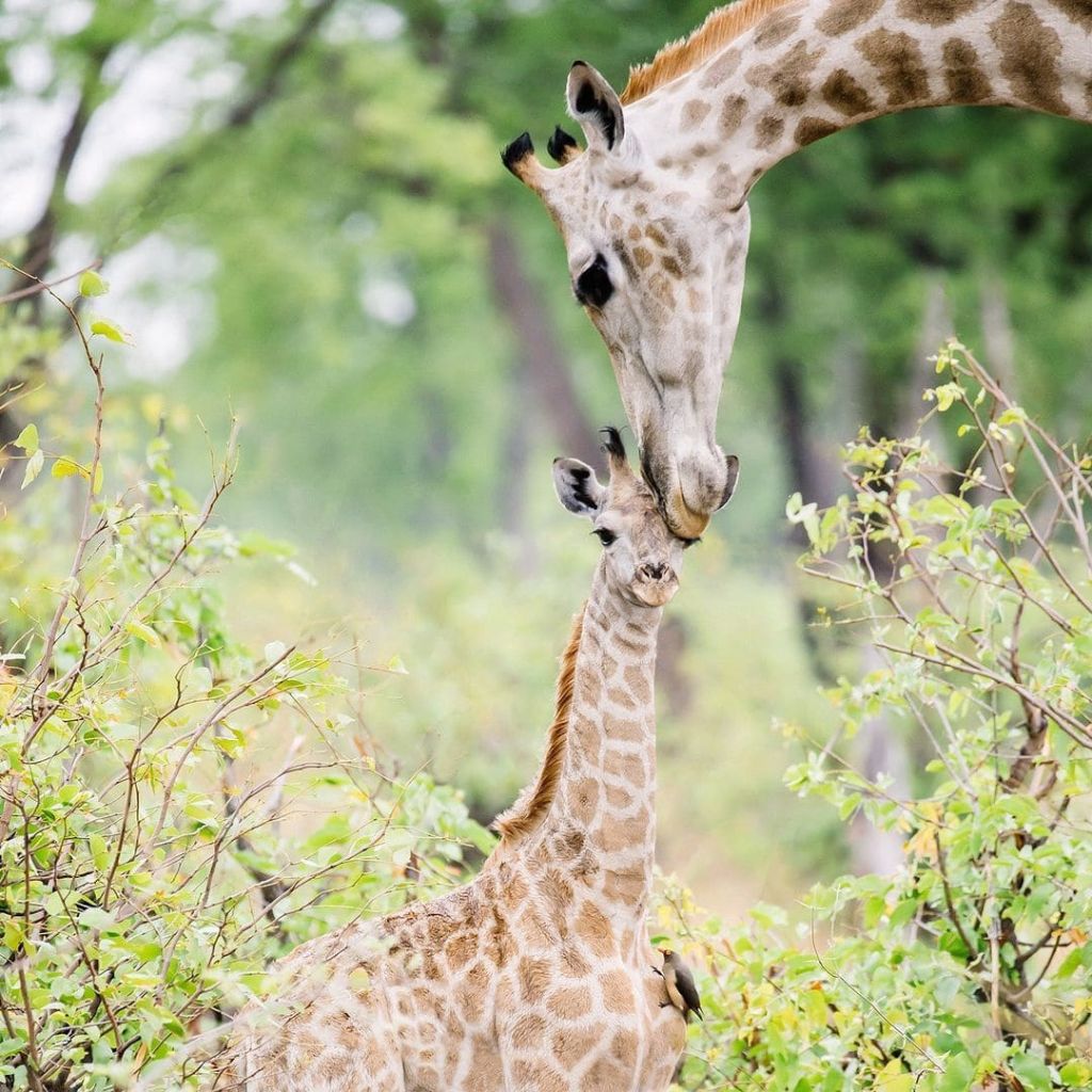 Жирафы Ботсваны