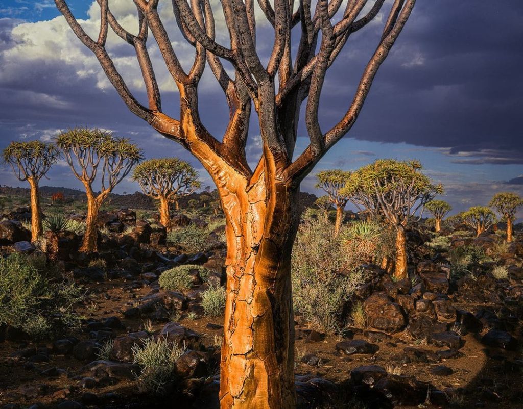 Колчанный лес в Намибии