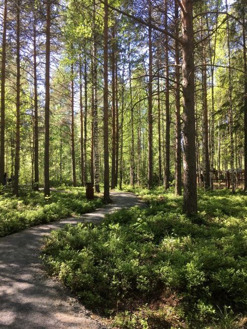 Лес у ТРЦ «ЛОТОС ПЛАЗА» в г. Петрозаводск (Карелия)