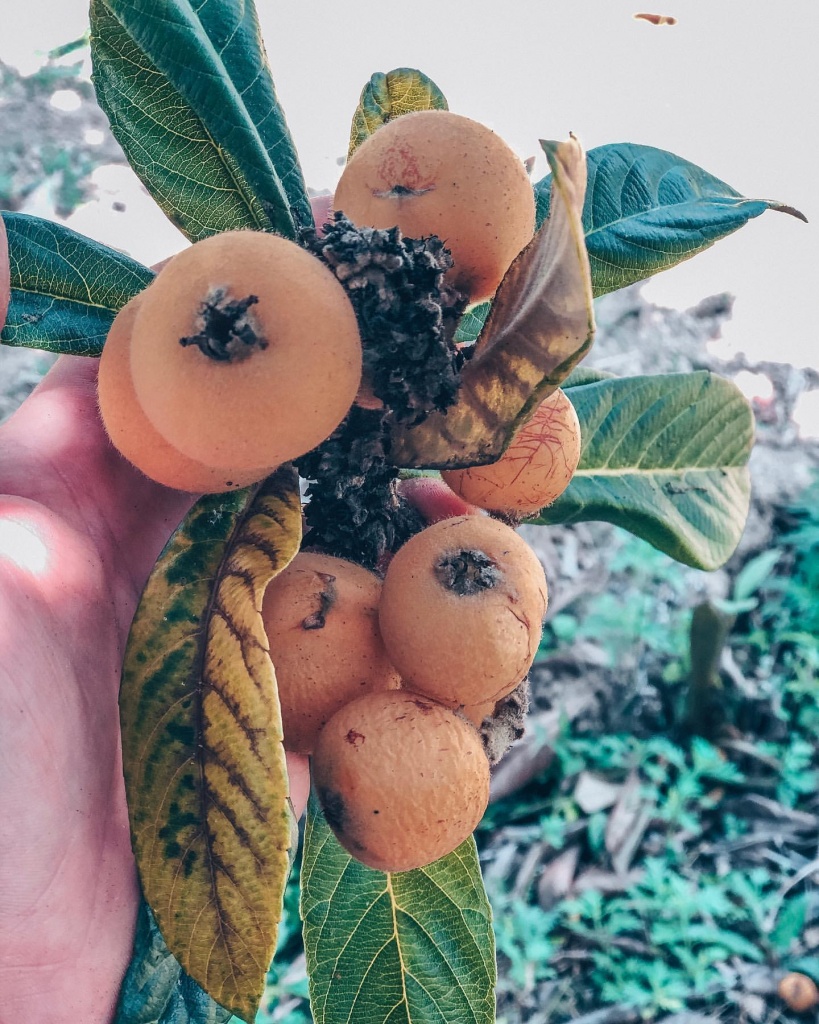 Фото: лучшие фрукты Абхазии, мушмула