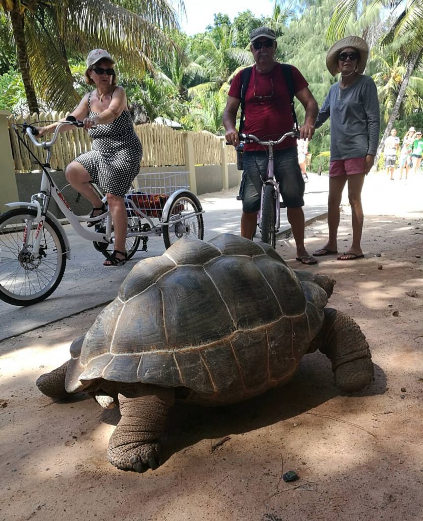 Фото: погода на Сейшелах по месяцам и температура воды, самая большая черепаха в мире