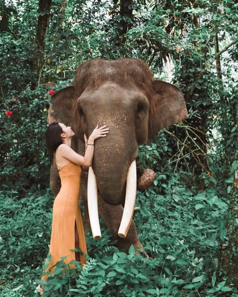 Фото: туры на Бали в апреле, слоновий заповедник