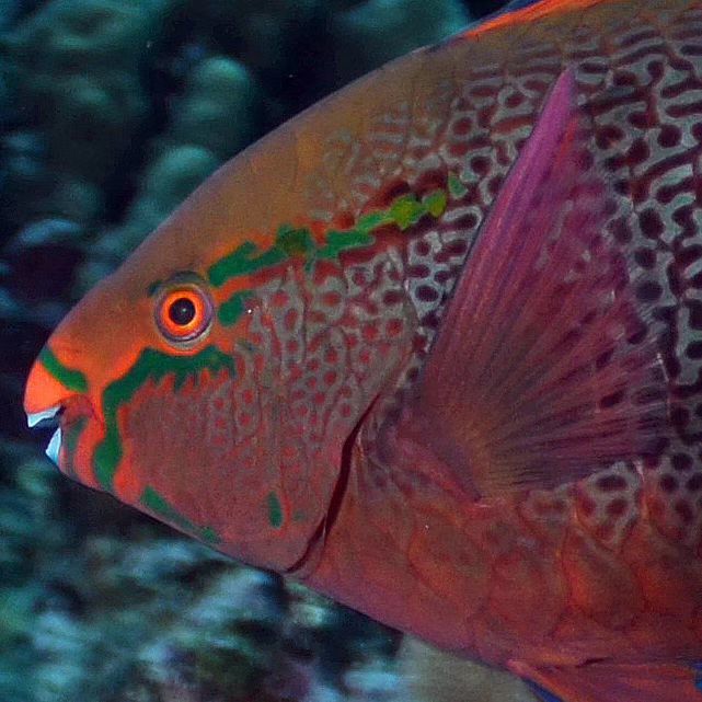 Рыба-попугай (Марса Алам, Красное море 2024)