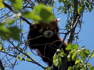 Китайский панда на дереве