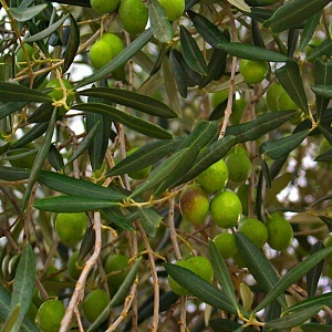 Цветение маслин в Албании