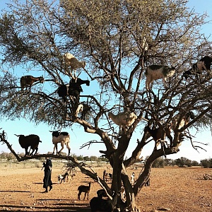 Козы на деревьях, Марокко