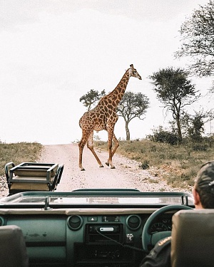 Национальный Парк Крюгера, ЮАР