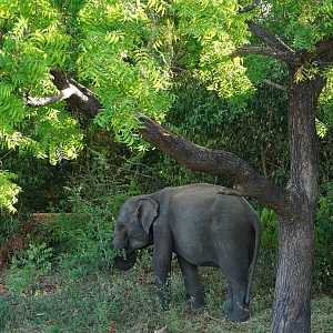 Слоны острова Цейлон