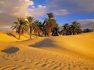 Сафари по пустыне